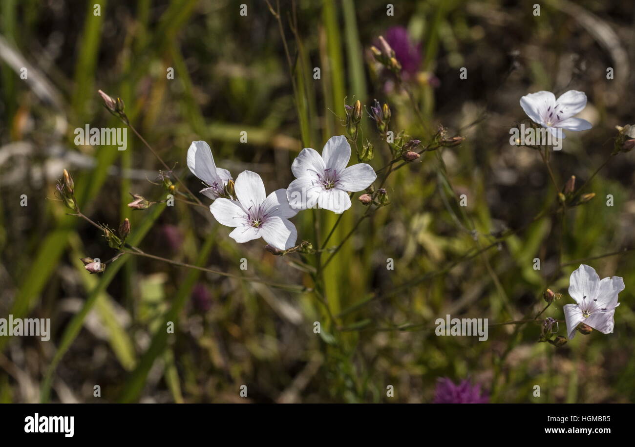 Narrow-leaved flax, Linum tenuifolium in flower on limestone, Slovakia. Stock Photo