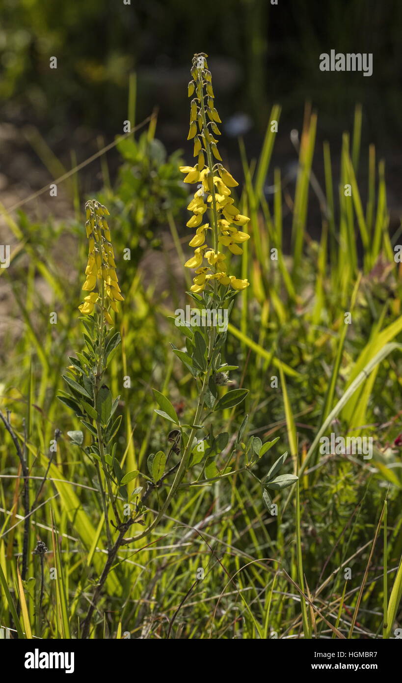 Black Broom, Lembotropis nigricans, in flower on limestone grassland, Hungary. Stock Photo