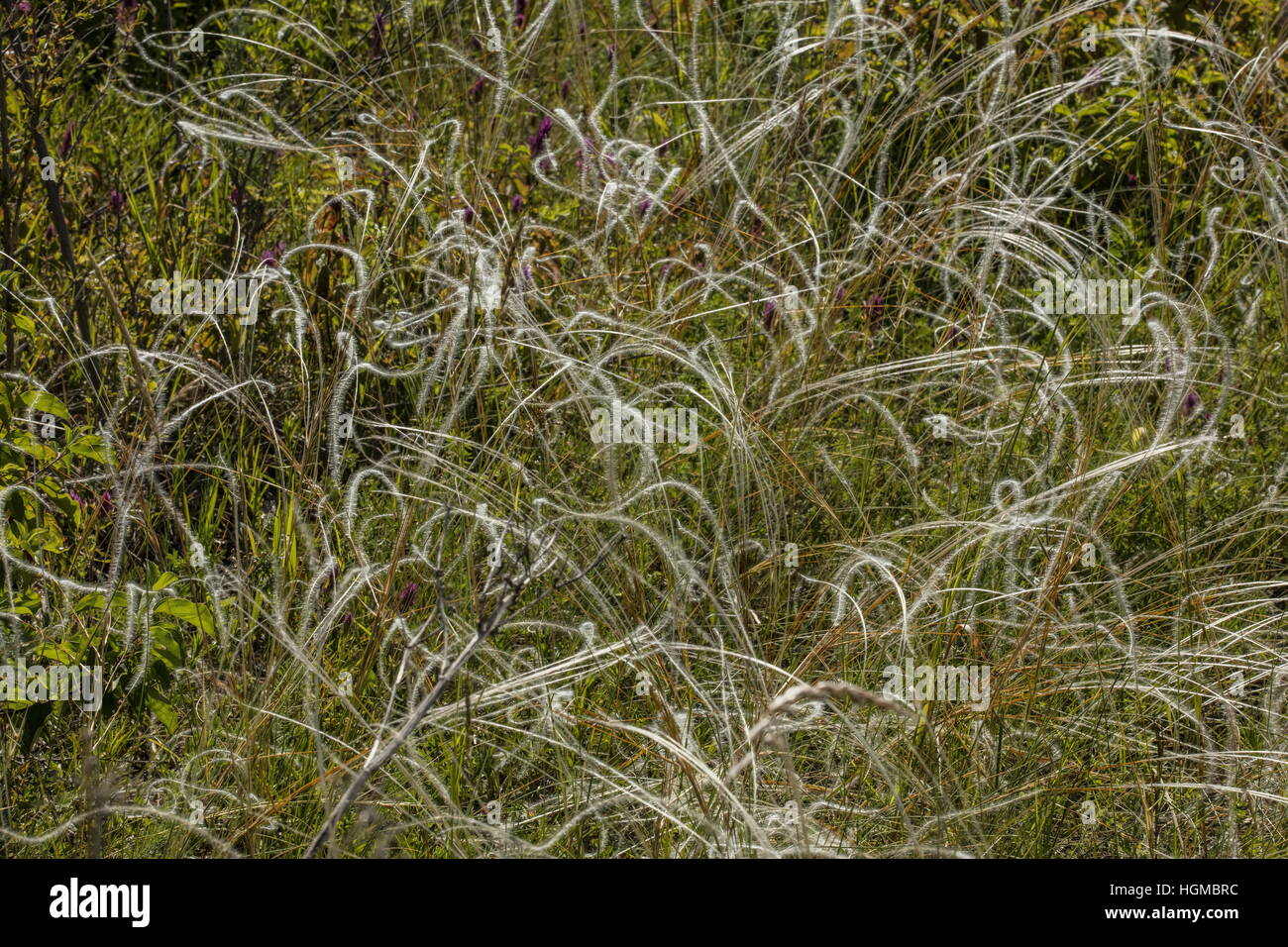 A feather grass, Stipa capillata, after flowering on steep limestone hill, Hungary. Stock Photo
