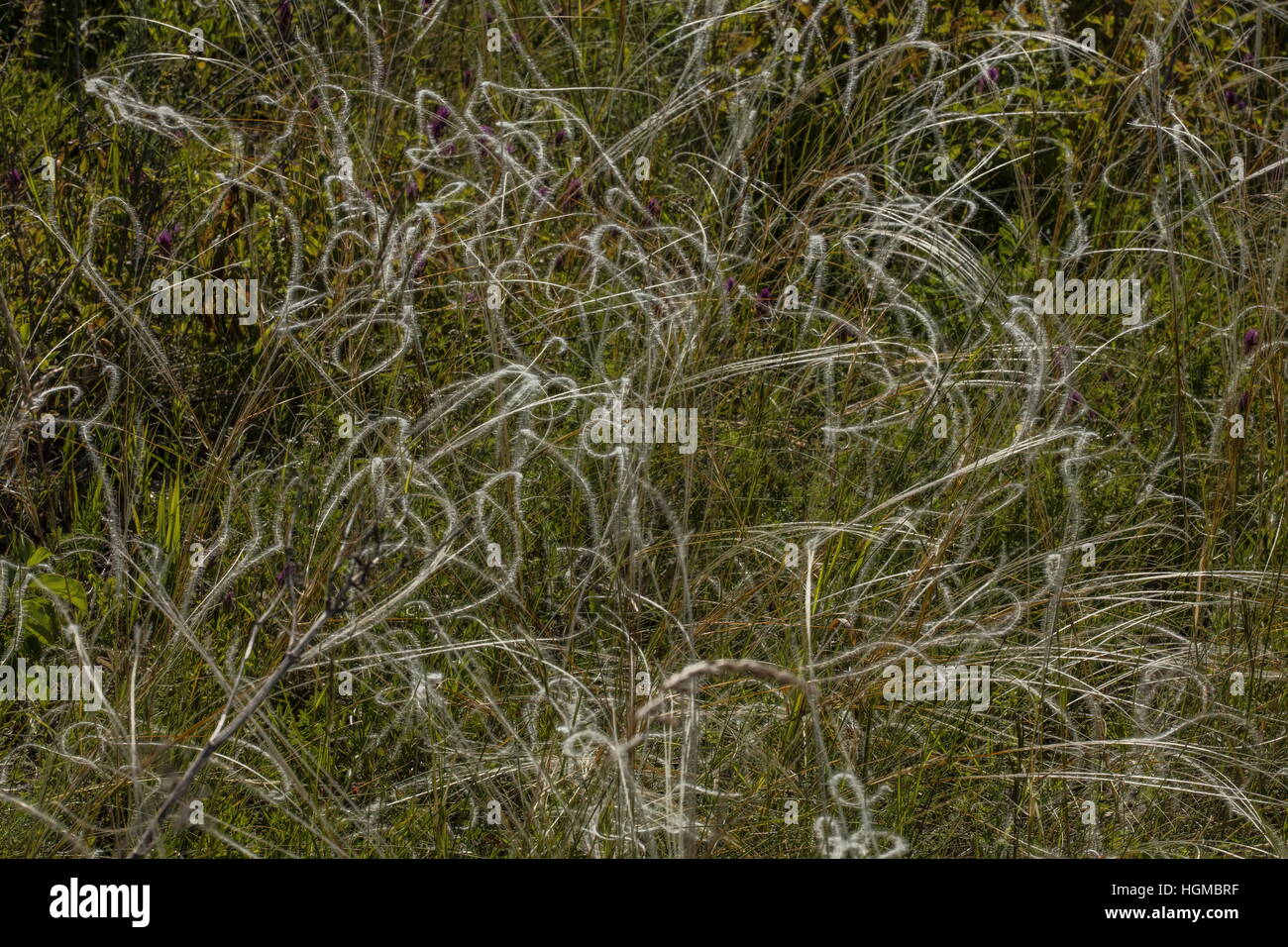 A feather grass, Stipa capillata, after flowering on steep limestone hill, Hungary. Stock Photo