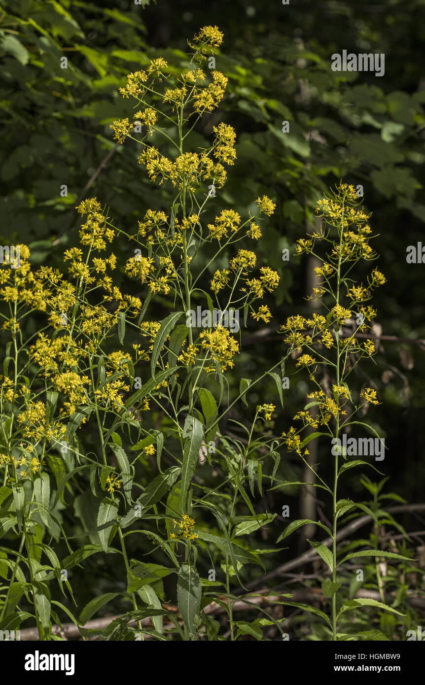 Perennial Rocket, Sisymbrium strictissimum, in flower, woodland edge, Hungary. Stock Photo