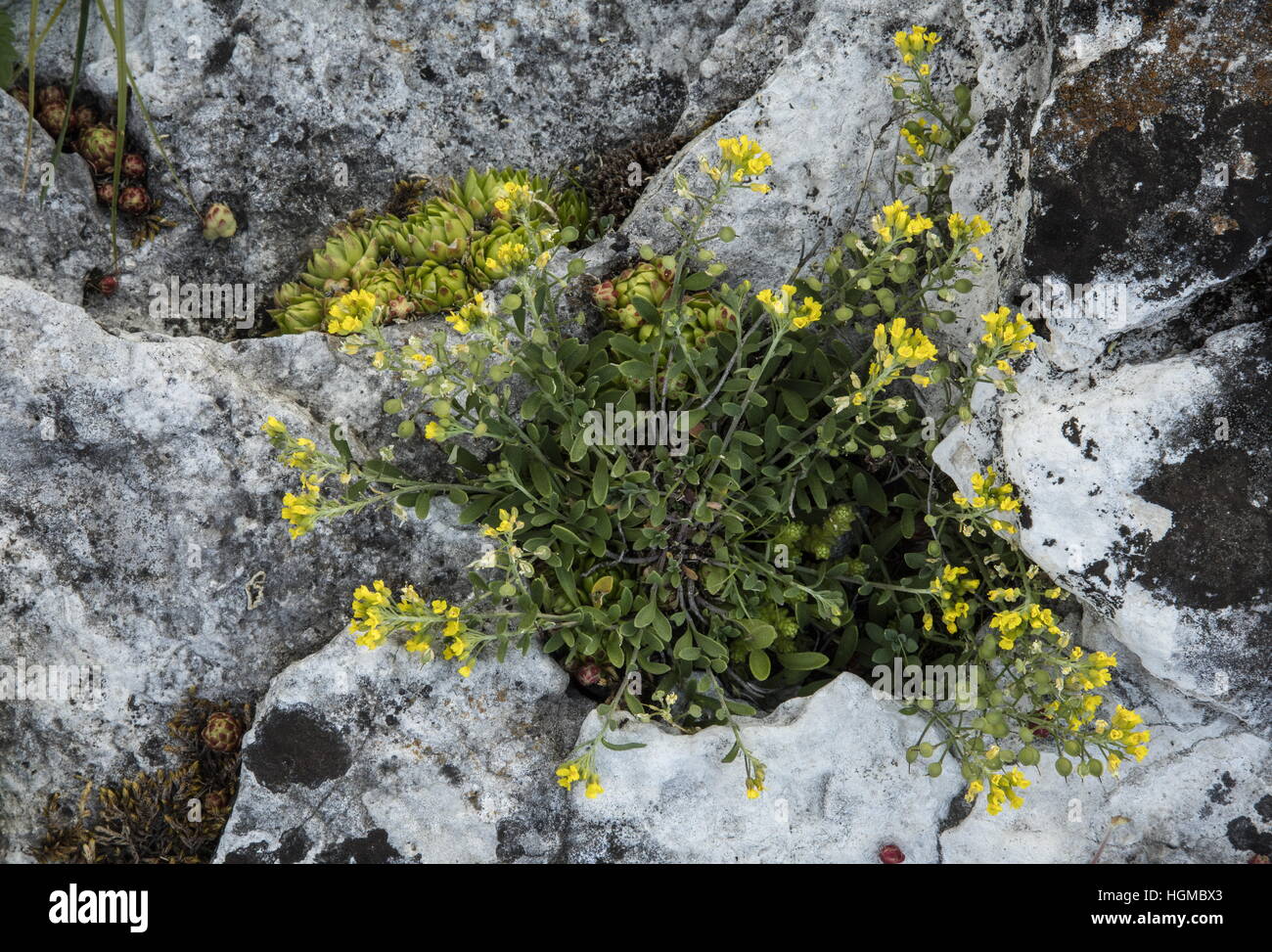 Mountain Alison, Alyssum montanum in flower and fruit, on travertine rock, Slovakia. Stock Photo