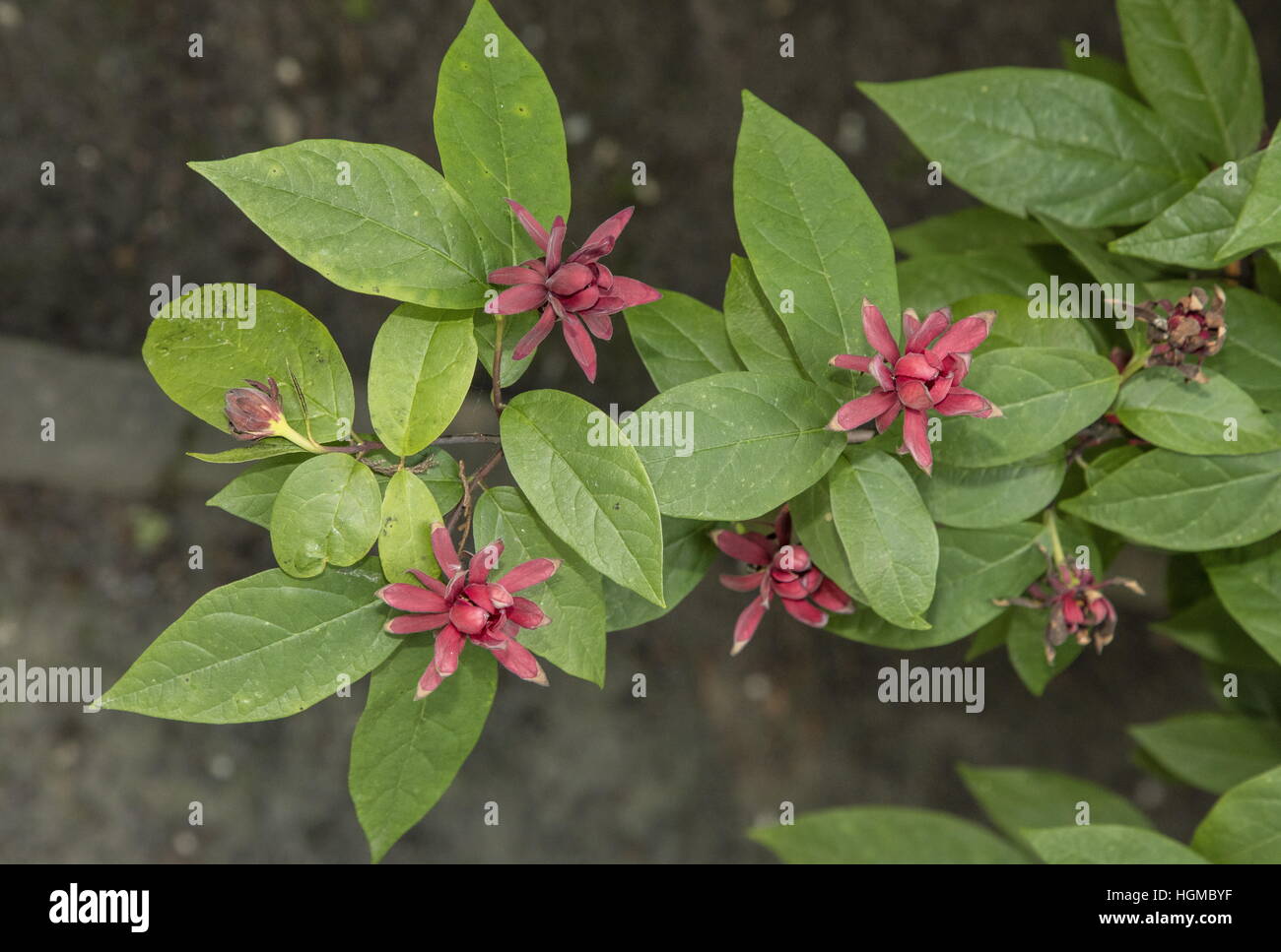 Eastern sweetshrub, Calycanthus fertilis, in flower. Eastern USA. Stock Photo