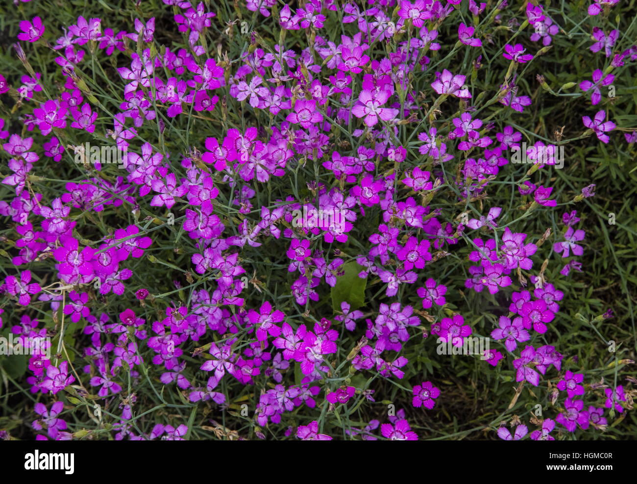 Amur Pink, Amur River Pink, Dianthus amurensis, in cultivation. From Manchuria. Stock Photo