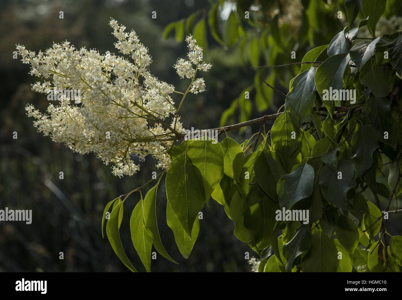 Chinese tree lilac, or Peking lilac, Syringa reticulata subsp. pekinensis, in flower. Stock Photo