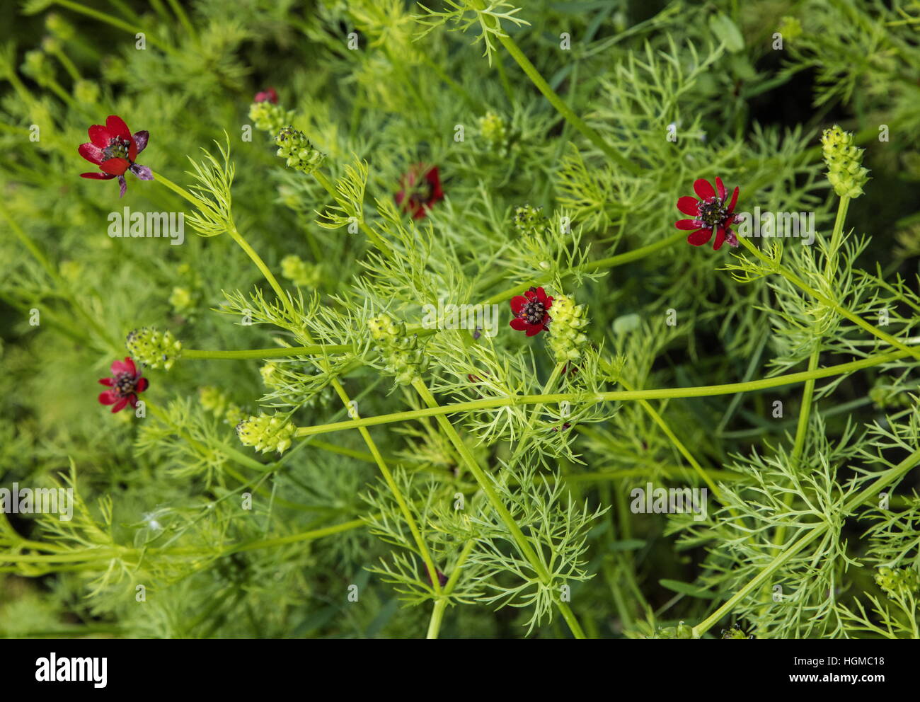 A Pheasant's Eye, Adonis flammea in flower and fruit; cornfield weed, Poland. Stock Photo