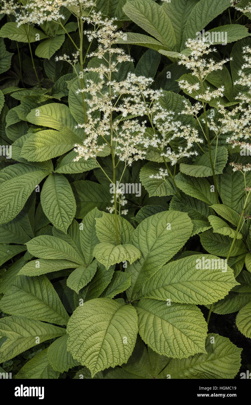 Chestnut-leaved rodgersia, Rodgersia aesculifolia, in flower as garden plant; from China. Stock Photo