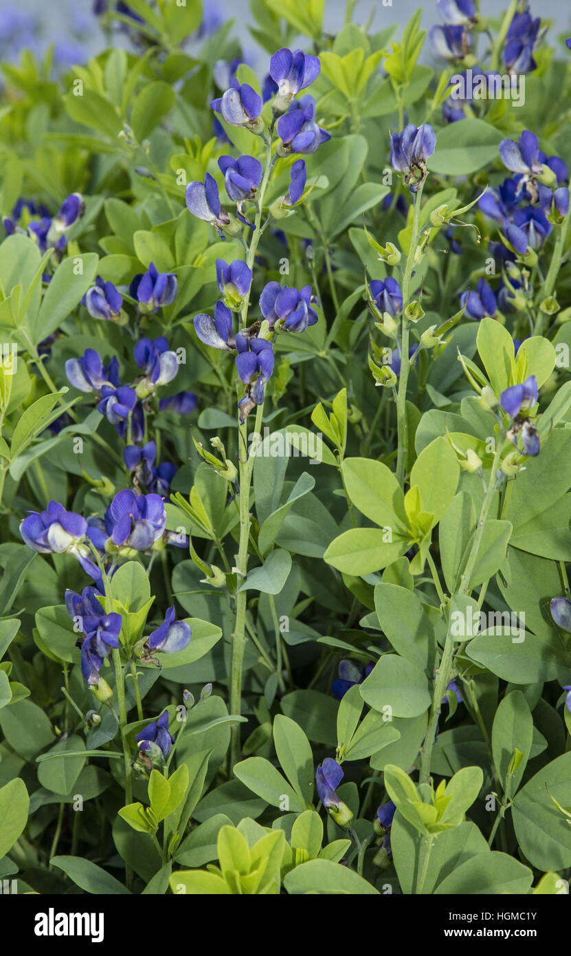 Blue wild indigo, Baptisia australis in flower as a garden plant; from midwest USA. Stock Photo