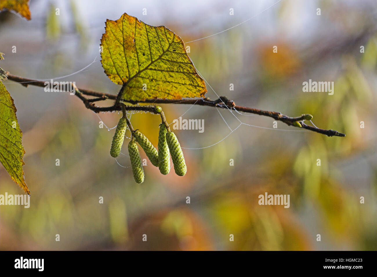 Hazel  Corylus avellana leaves and new catkins Lathkill Dale Peak District National Park Derbyshire Stock Photo