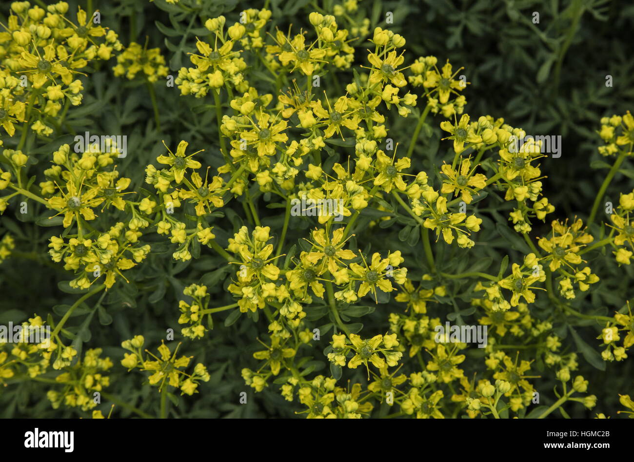 Common rue or herb-of-grace, Ruta graveolens in flower, as garden plant. Stock Photo