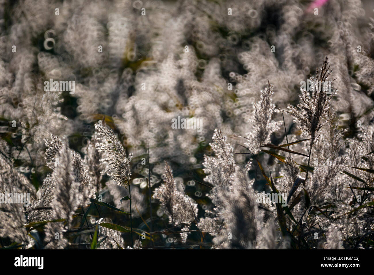 reeds reed mace bed backlit back lit mirror lens effect seeds Stock ...