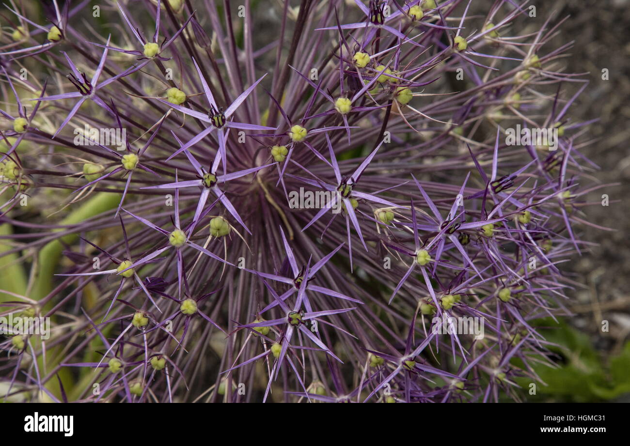 Persian onion, Allium christophii, in flower as a garden plant; from Iran and Turkestan,. Stock Photo