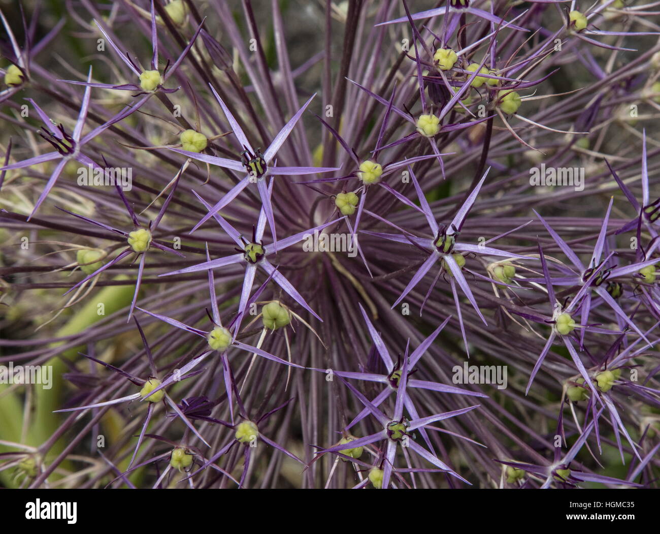 Persian onion, Allium christophii, in flower as a garden plant; from Iran and Turkestan,. Stock Photo