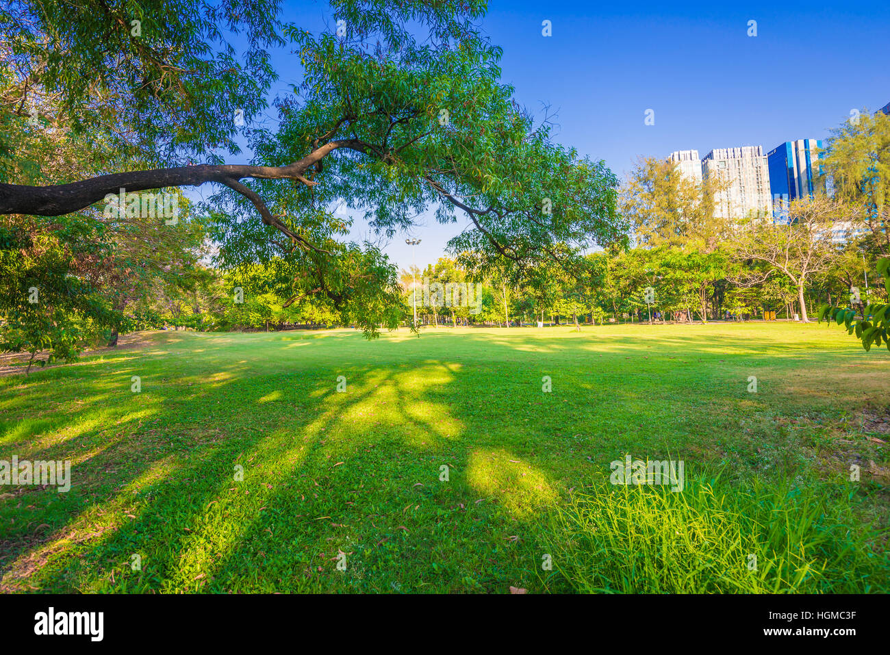 Summer park, trees and green grass Stock Photo - Alamy