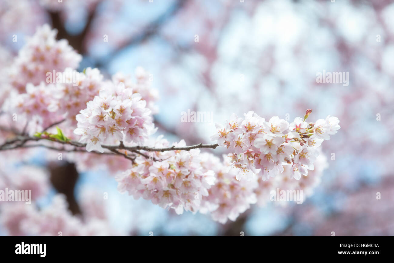 Close up Spring Cherry blossoms ,Sakura Background Stock Photo - Alamy