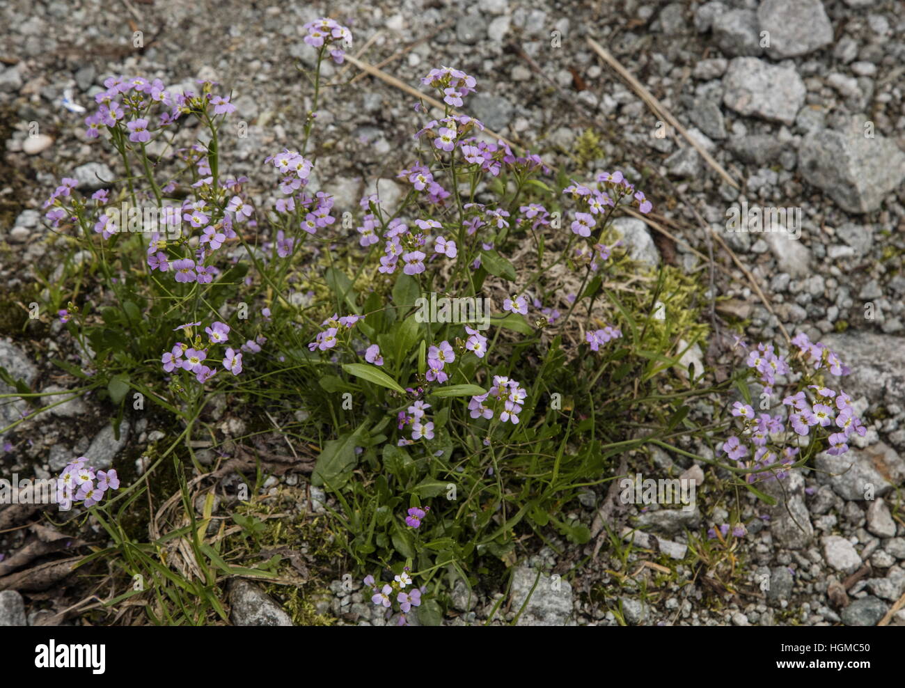A rare Carpathian endemic subalpine-alpine species of crucifer, Cardaminopsis neglecta ; Tatra mountains, Poland. Stock Photo