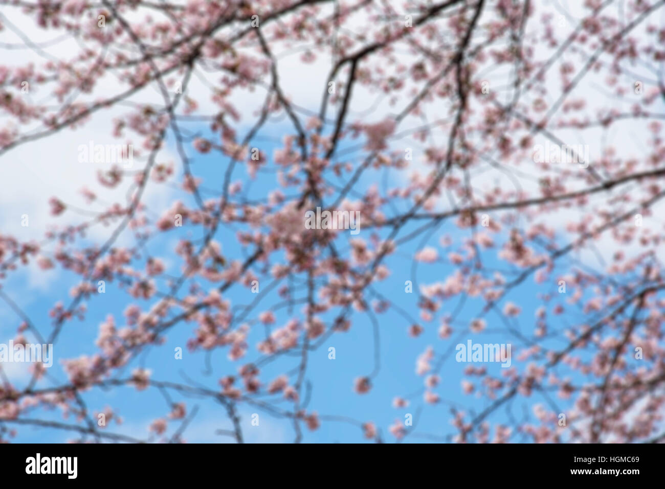 Blur Spring Cherry blossoms background Stock Photo - Alamy