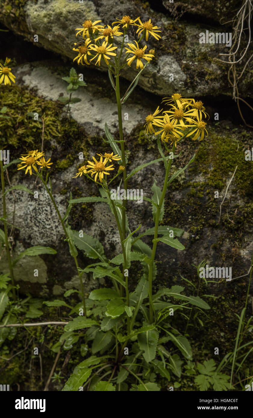 Subalpine alpine ragwort hi-res stock photography and images - Alamy