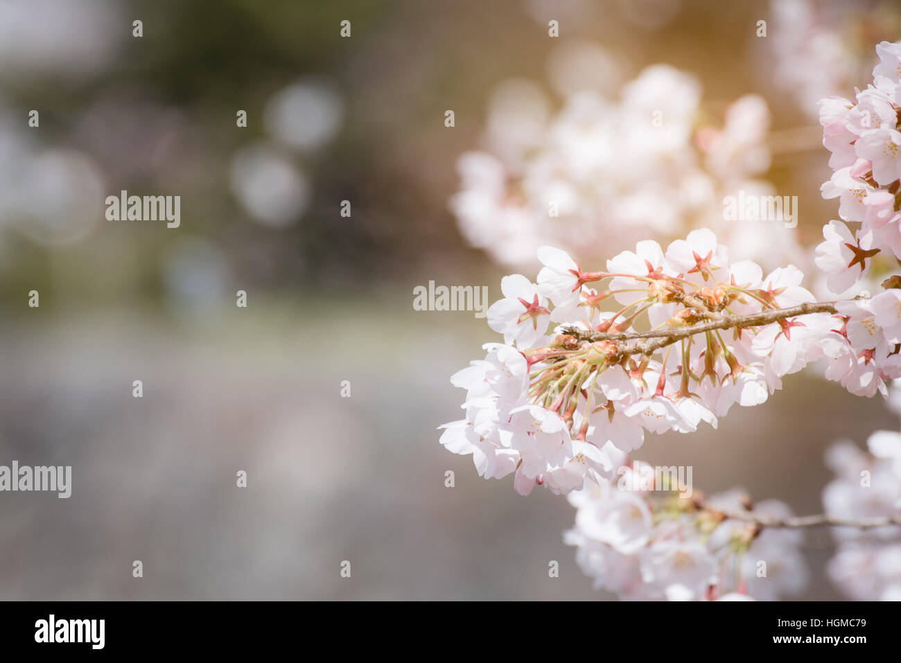 Close up Spring Cherry blossoms ,Sakura Background with soft light ...