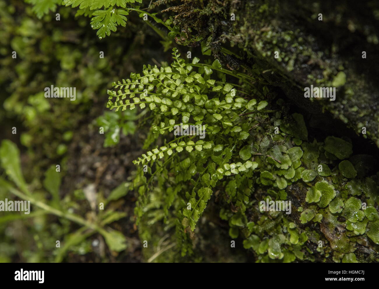 Green Spleenwort, Asplenium viride on limestone cliff. Stock Photo