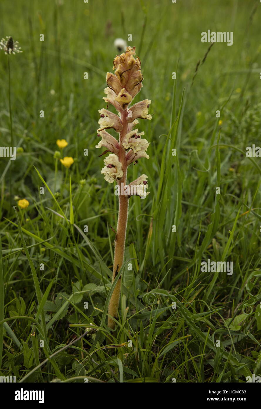 Bedstraw Broomrape, or Clove-scented broomrape, Orobanche caryophyllacea, parasitic on bedstraws on downland. Stock Photo
