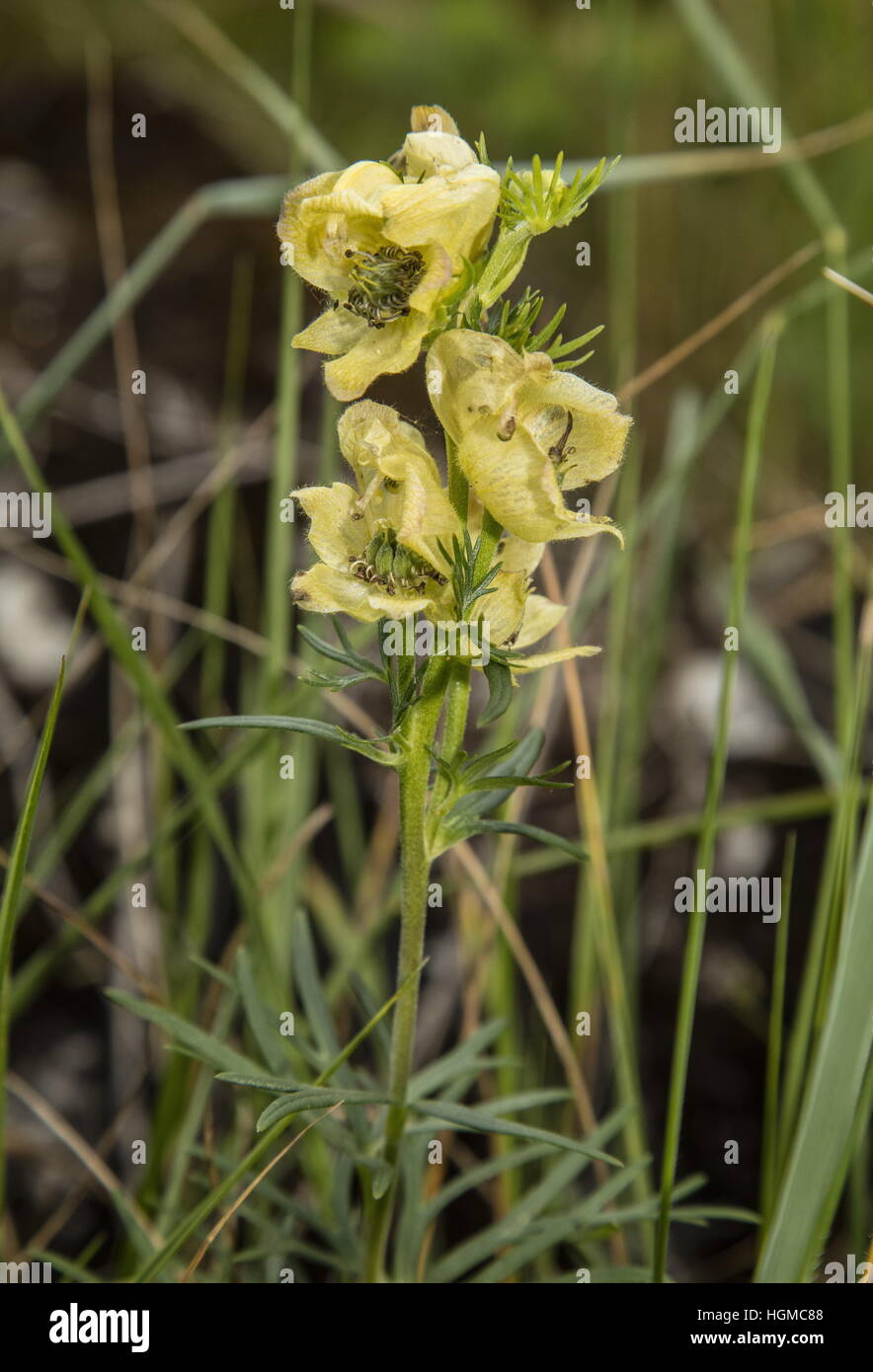 Yellow monkshood, Aconitum anthora in flower in limestone grassland, Slovakia. Stock Photo