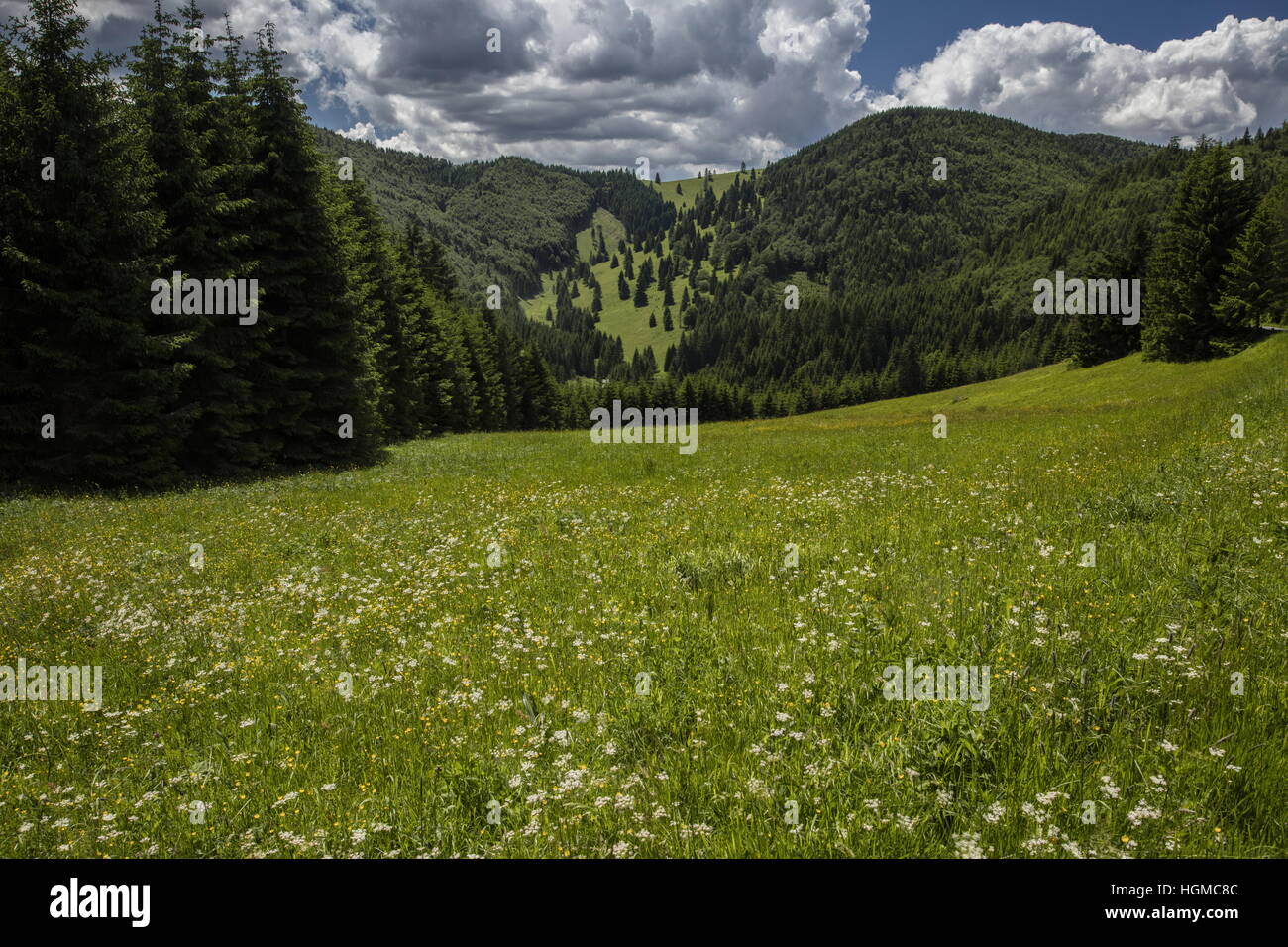Flowery montane meadows on Kopanec saddle, in the Slovensky Raj National Park, Slovakia. Stock Photo