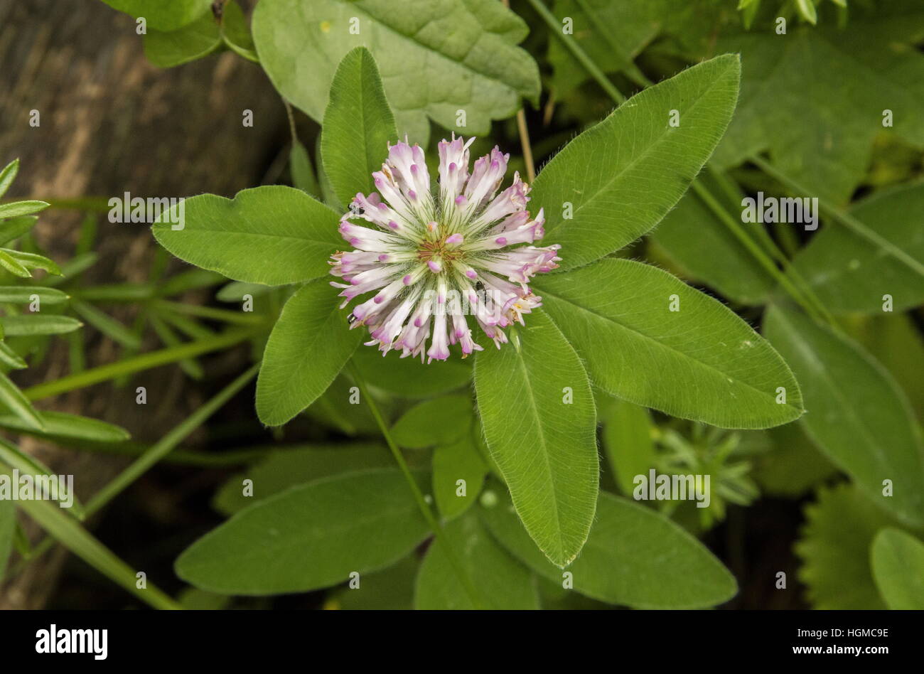 A form of zig-zag clover, Trifolium medium ssp sarosiense; woodland edge, Aggtelek, Hungary. Stock Photo