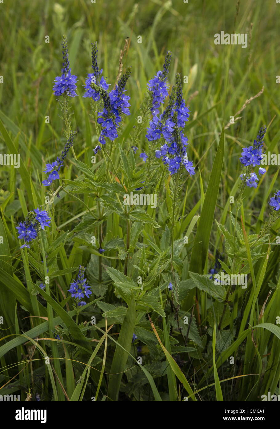 Large speedwell, Veronica austriaca subsp. teucrium in flower in limestone grassland, Hungary. Stock Photo