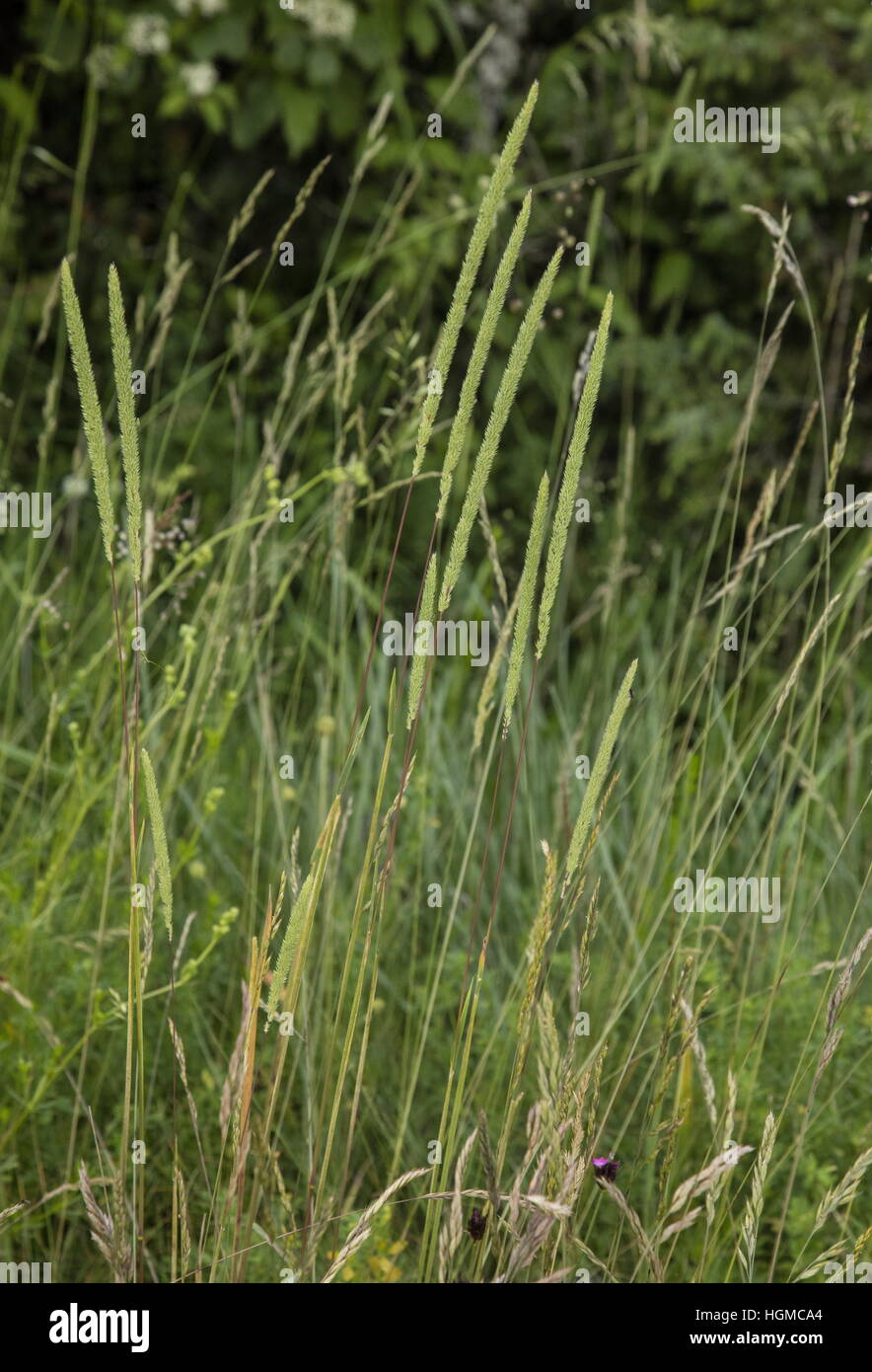Crested hair-grass, Koeleria macrantha, in flower in dry grassland. Stock Photo