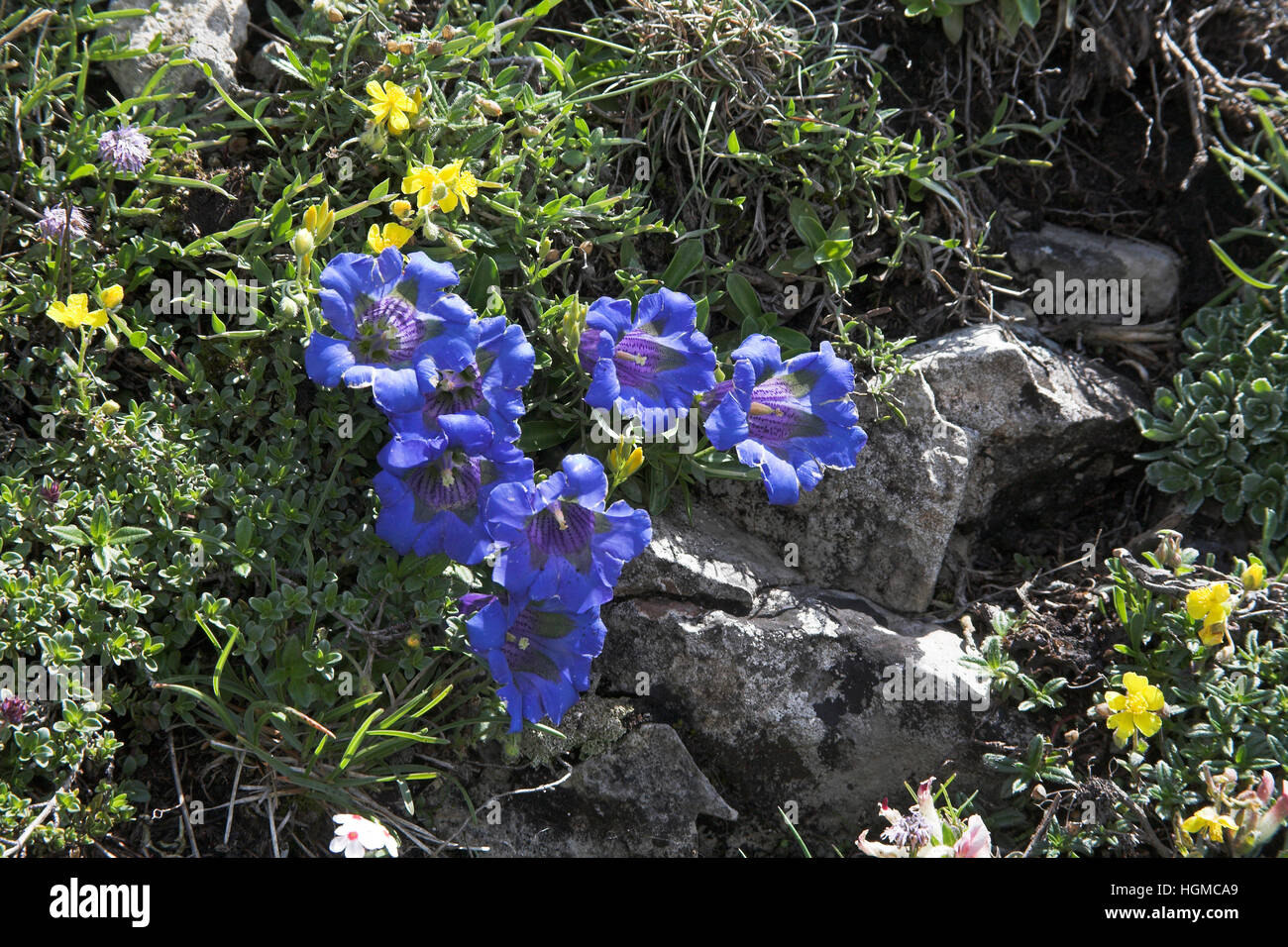 Trumpet gentian Gentiana acaulis with Common rockrose Helianthemum numularium Vercors National Park France Stock Photo