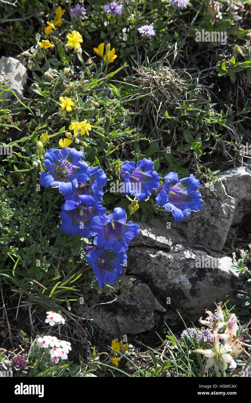Trumpet gentian Gentiana acaulis with Common rockrose Helianthemum numularium Vercors National Park France Stock Photo