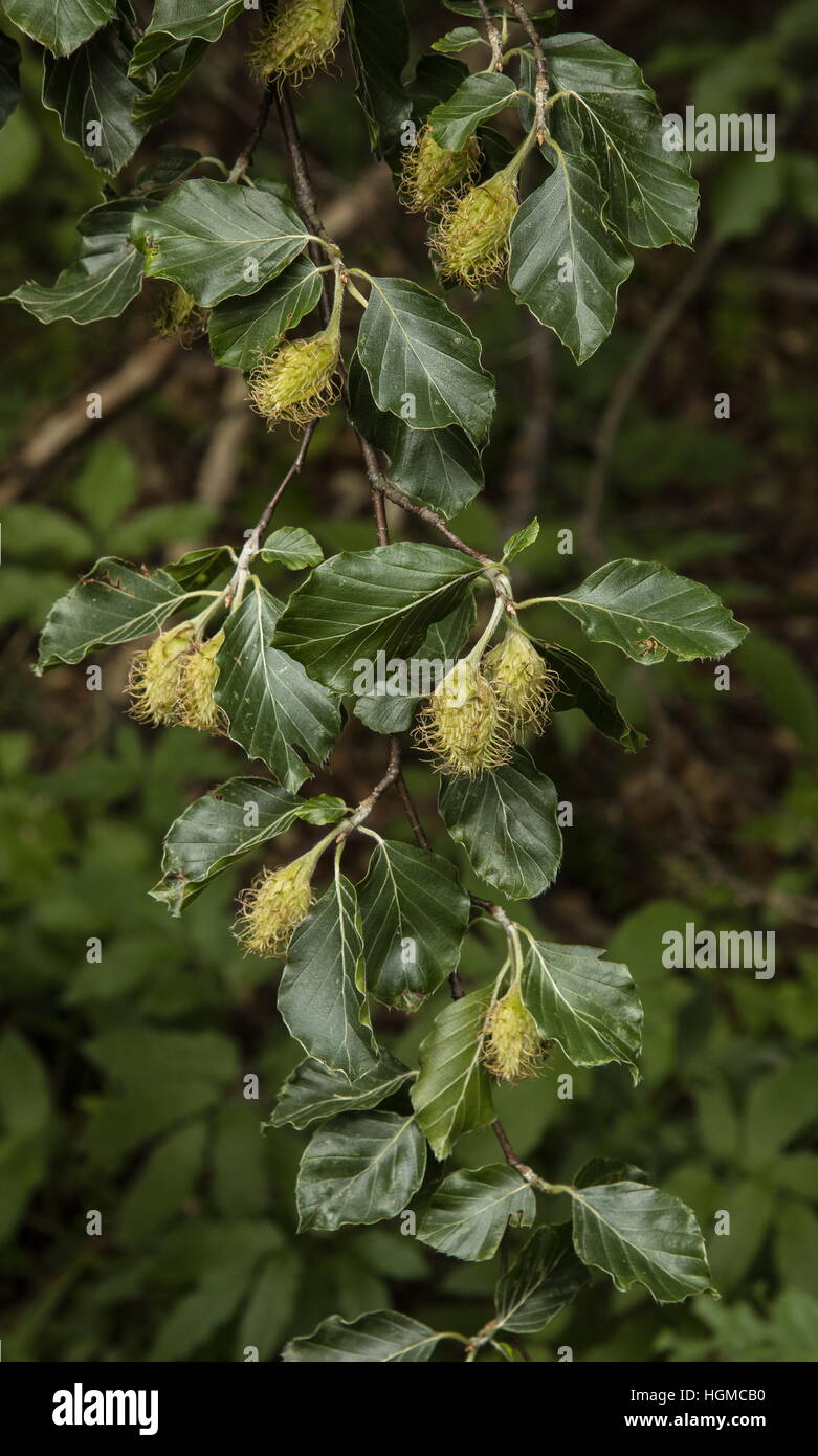 Ripening beech mast on Beech Tree, midsummer. Stock Photo