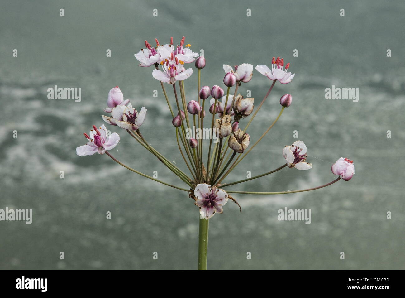 Flowering Rush, Butomus umbellatus, in flower by lake. Stock Photo