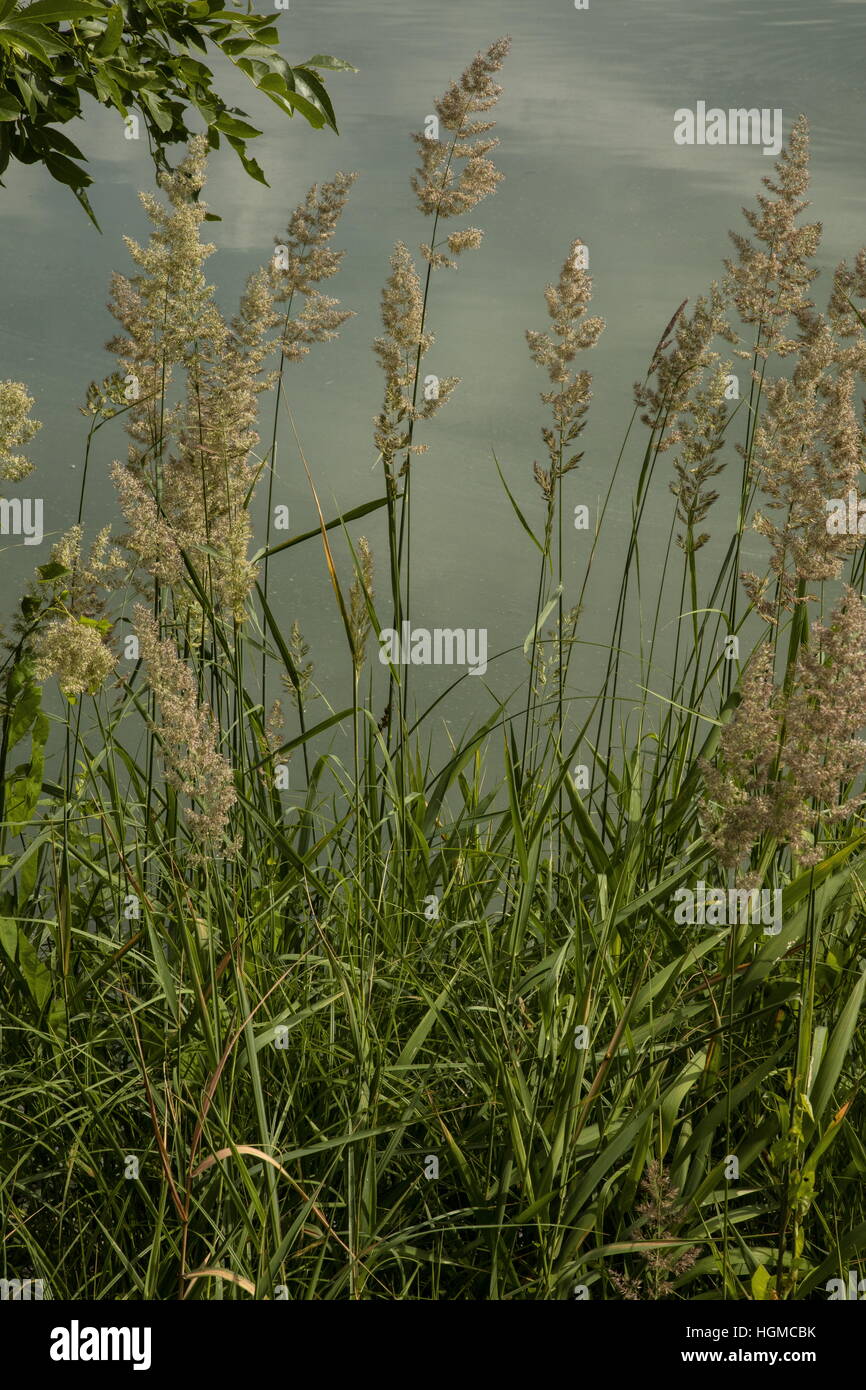 Reed canary grass, Phalaris arundinacea,  in flower by lake. Stock Photo
