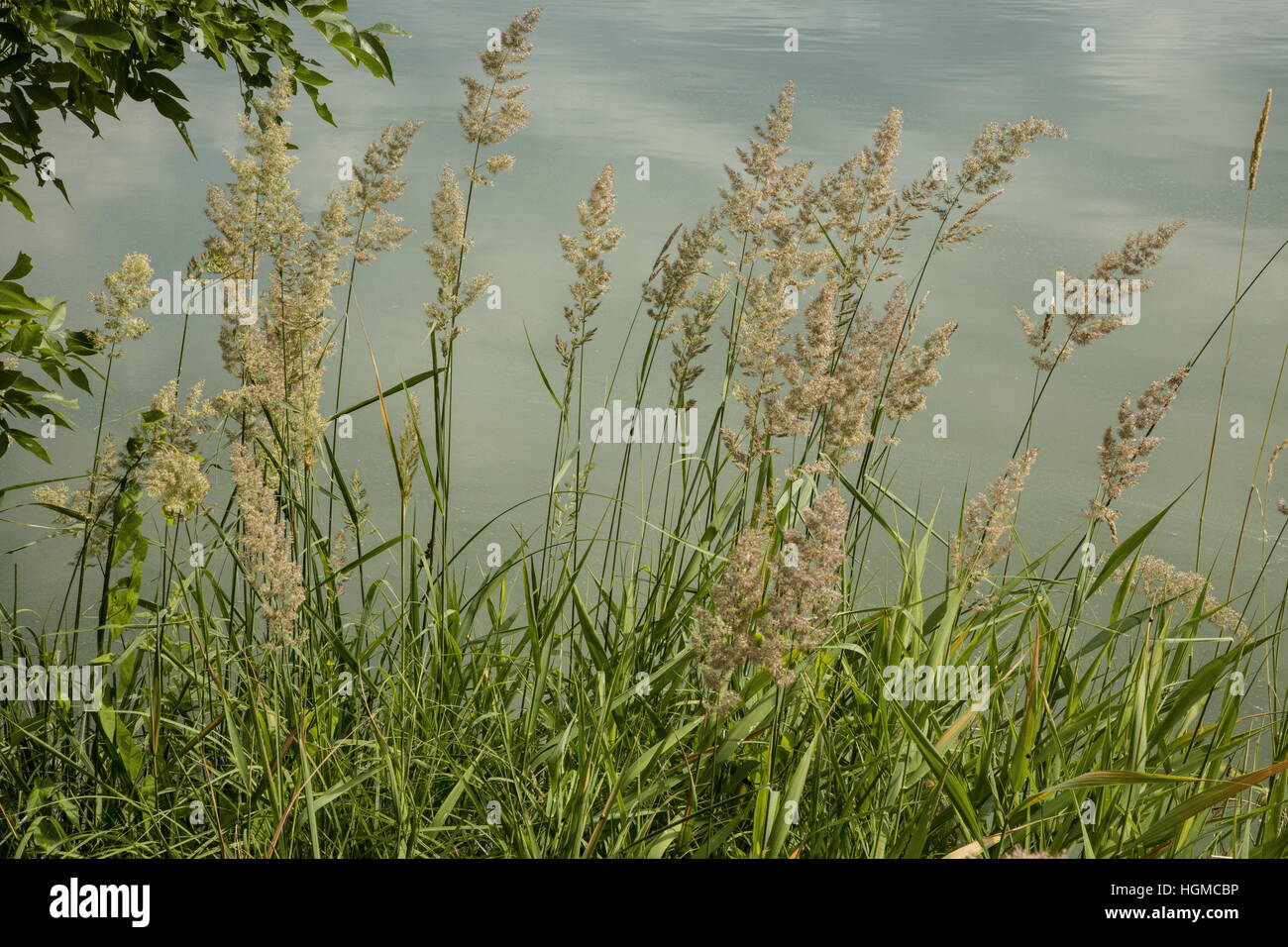 Reed canary grass, Phalaris arundinacea,  in flower by lake. Stock Photo