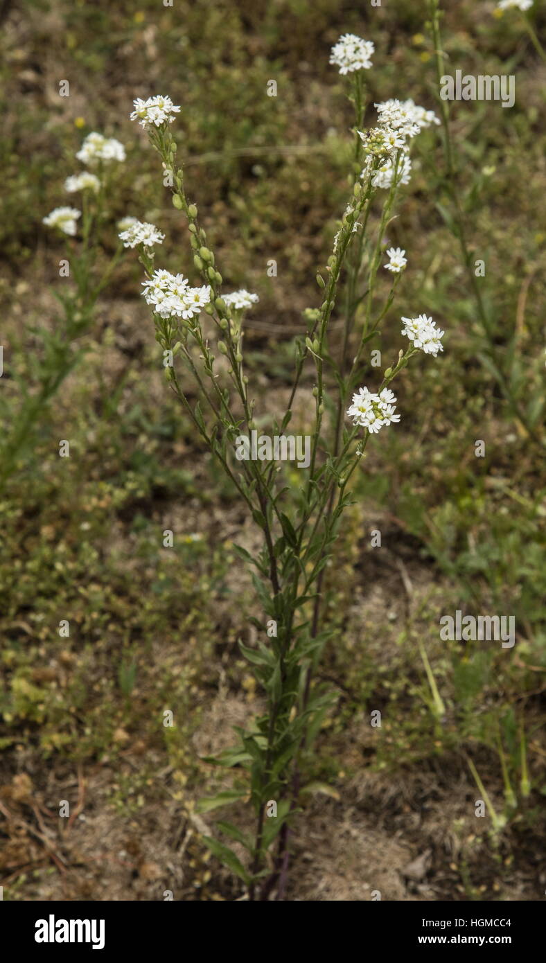Hoary Alison, Berteroa incana in flower. Common weed in Europe. Stock Photo