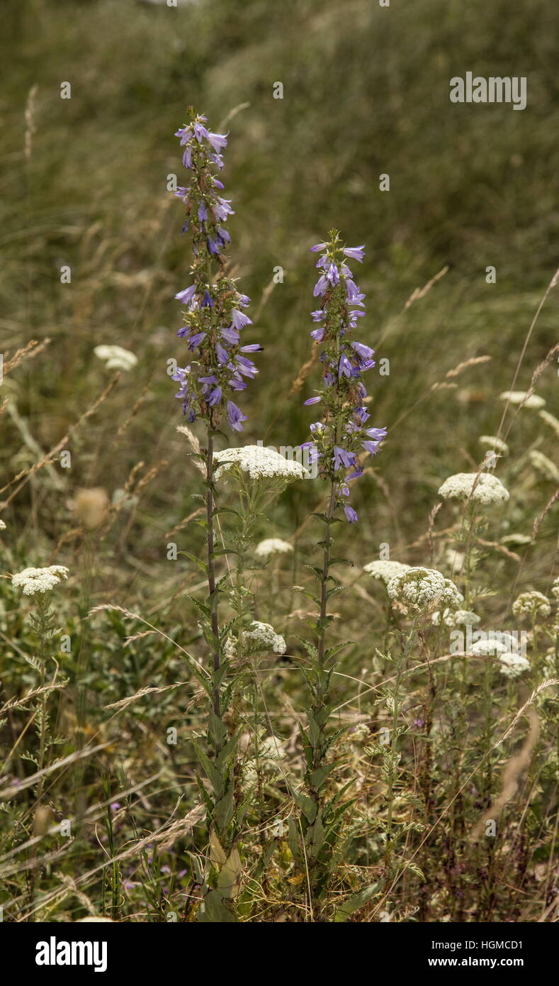 Pale bellflower, Campanula bononiensis in flower in dry grassland, with Achillea nobilis, Hungary. Stock Photo