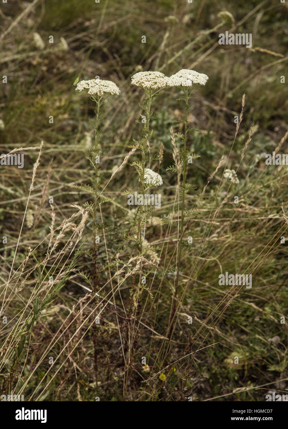 Noble yarrow, Achillea nobilis in flower in limestone grassland, Hungary. Stock Photo