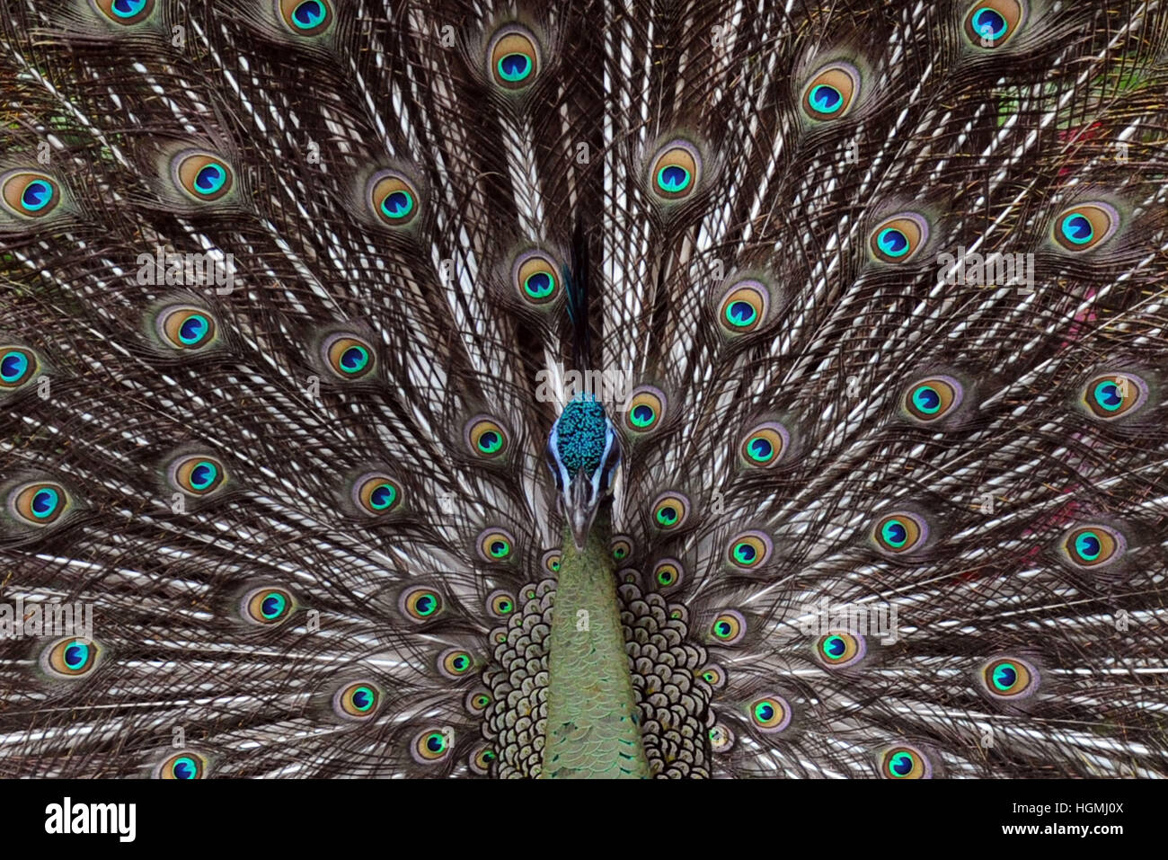 Singapore. 11th Jan, 2017. A green peafowl displays its tail feathers in Singapore's Jurong Bird Park, Jan. 11, 2017. The Jurong Bird Park unveiled the Fowl Trail on Wednesday, showcasing an assortment of pheasants, peafowls and junglefowls as part of the celebrations for the upcoming Year of Rooster. © Then Chih Wey/Xinhua/Alamy Live News Stock Photo
