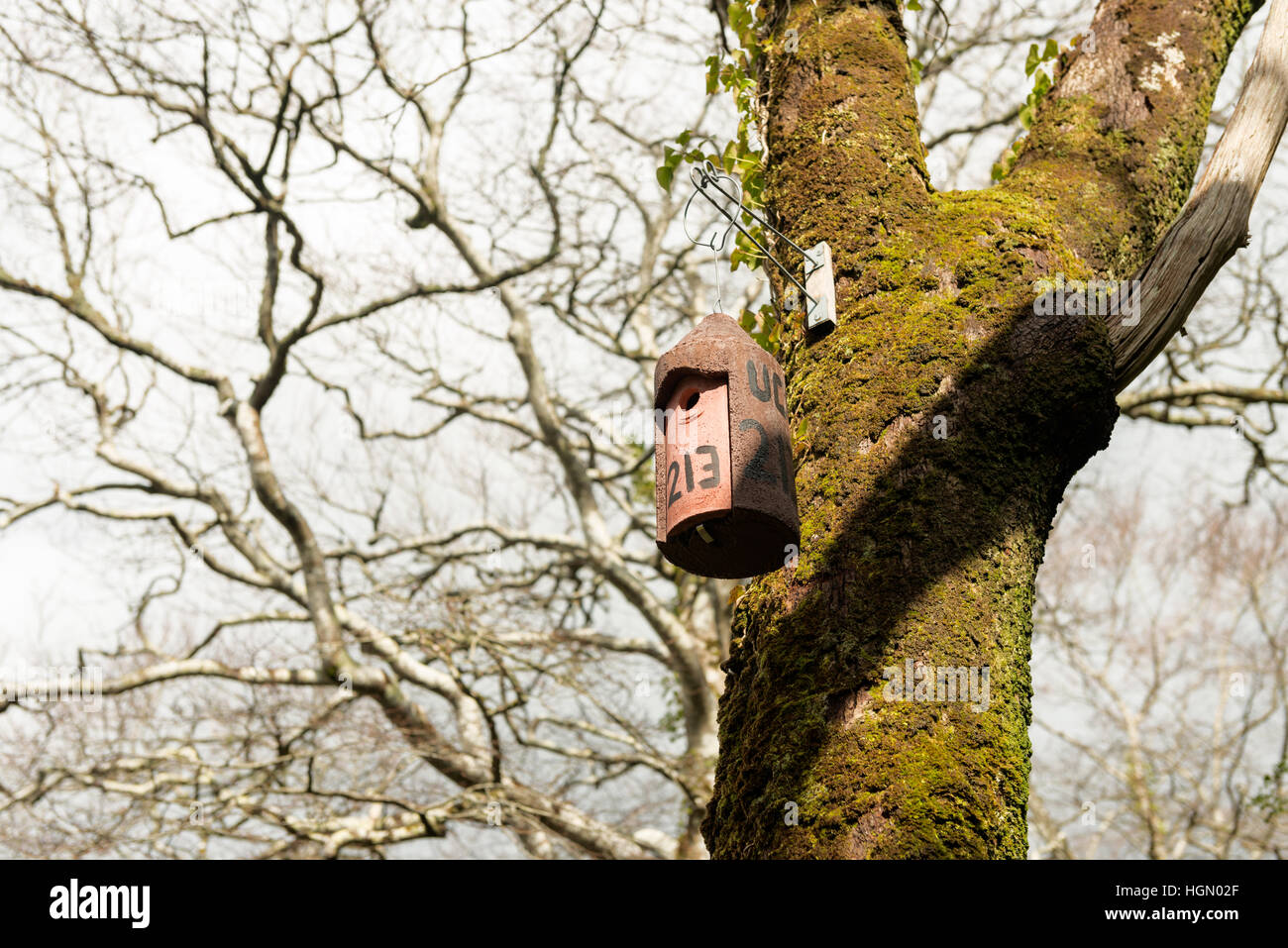 Ceramic nest box hanging from a tree in Killarney National Park, County Kerry, Ireland Stock Photo