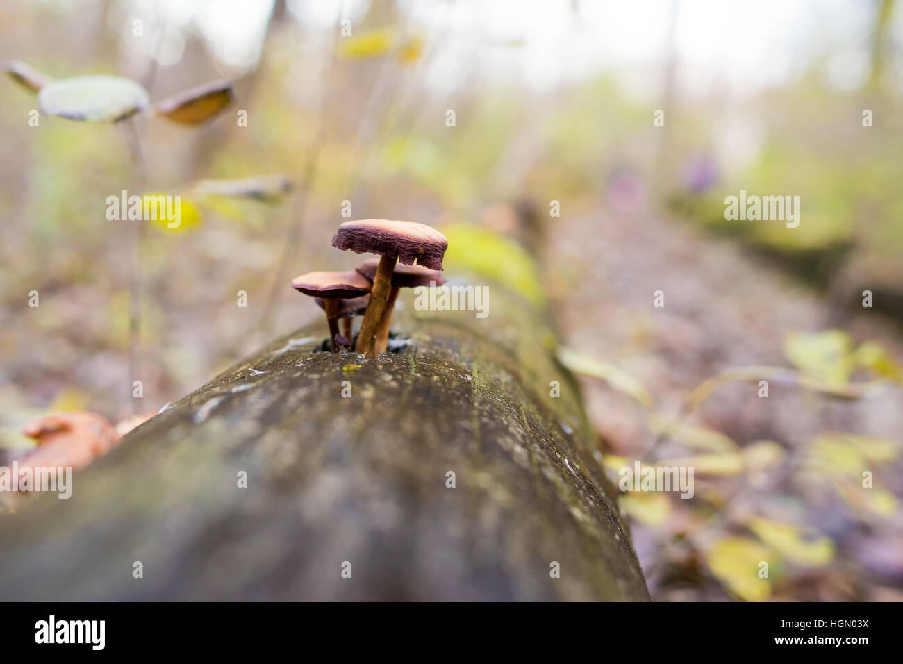 Mushroom grown on tree in natural light Stock Photo