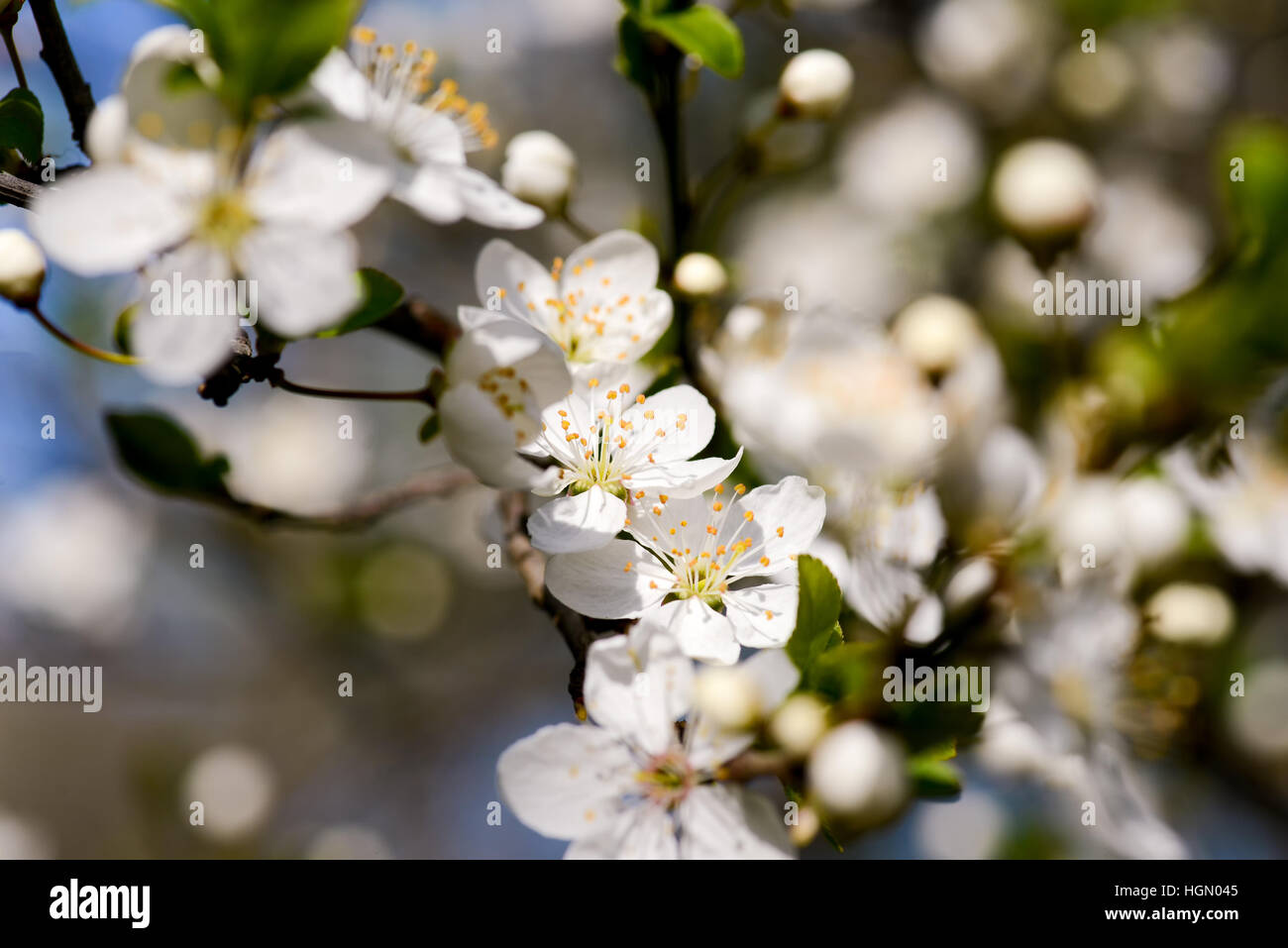 Cherry blossom spring daylight Stock Photo