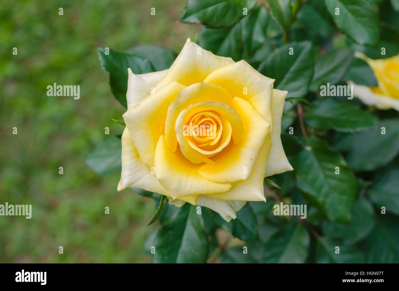 Yellow Rose In Natural Garden. Stock Photo