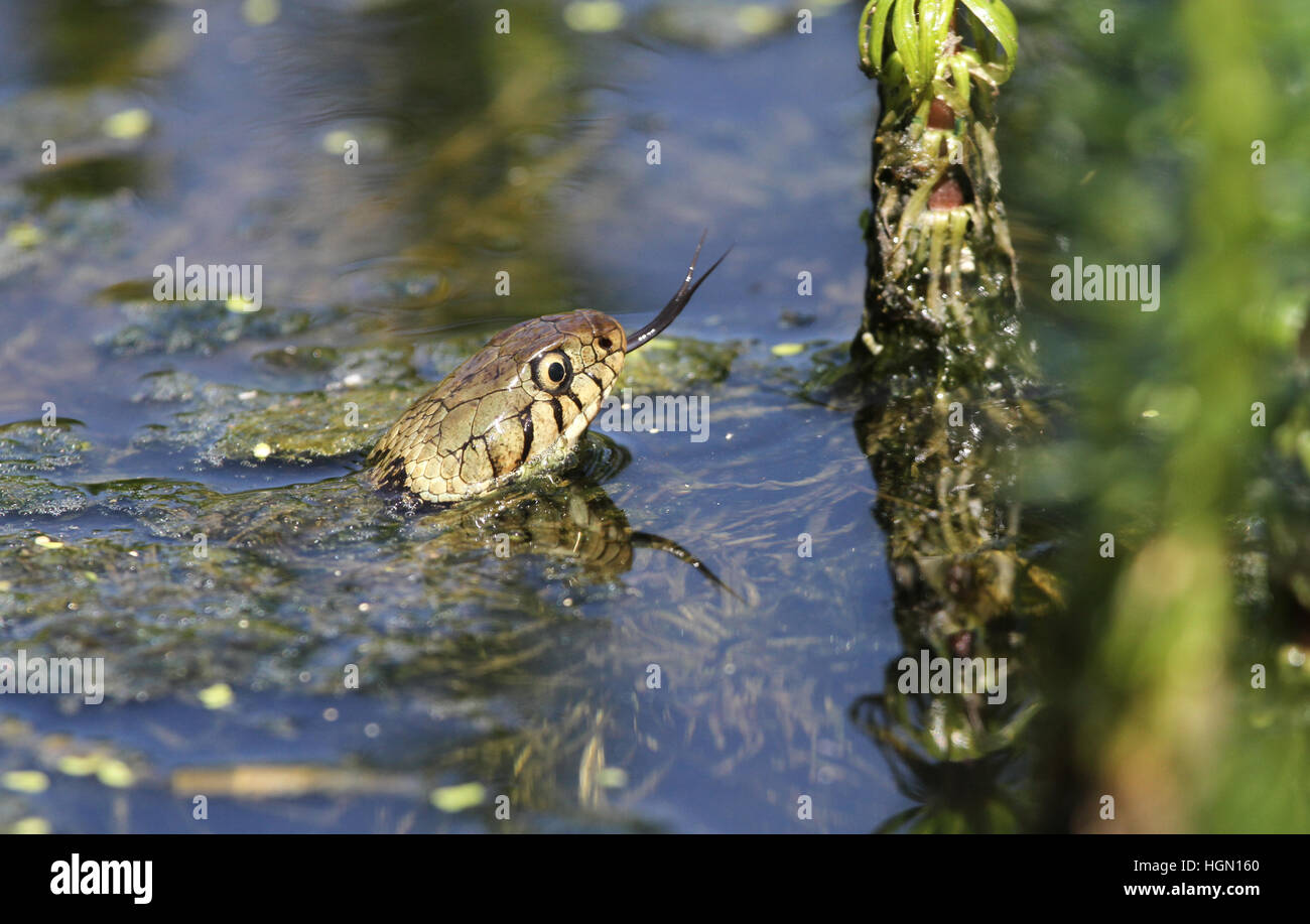 A Grass snake (Natrix natrix) hunting for food in a lake with its