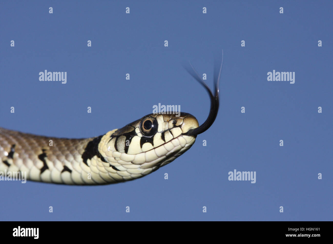 A head shot of a Grass snake (Natrix natrix) hunting for food with its