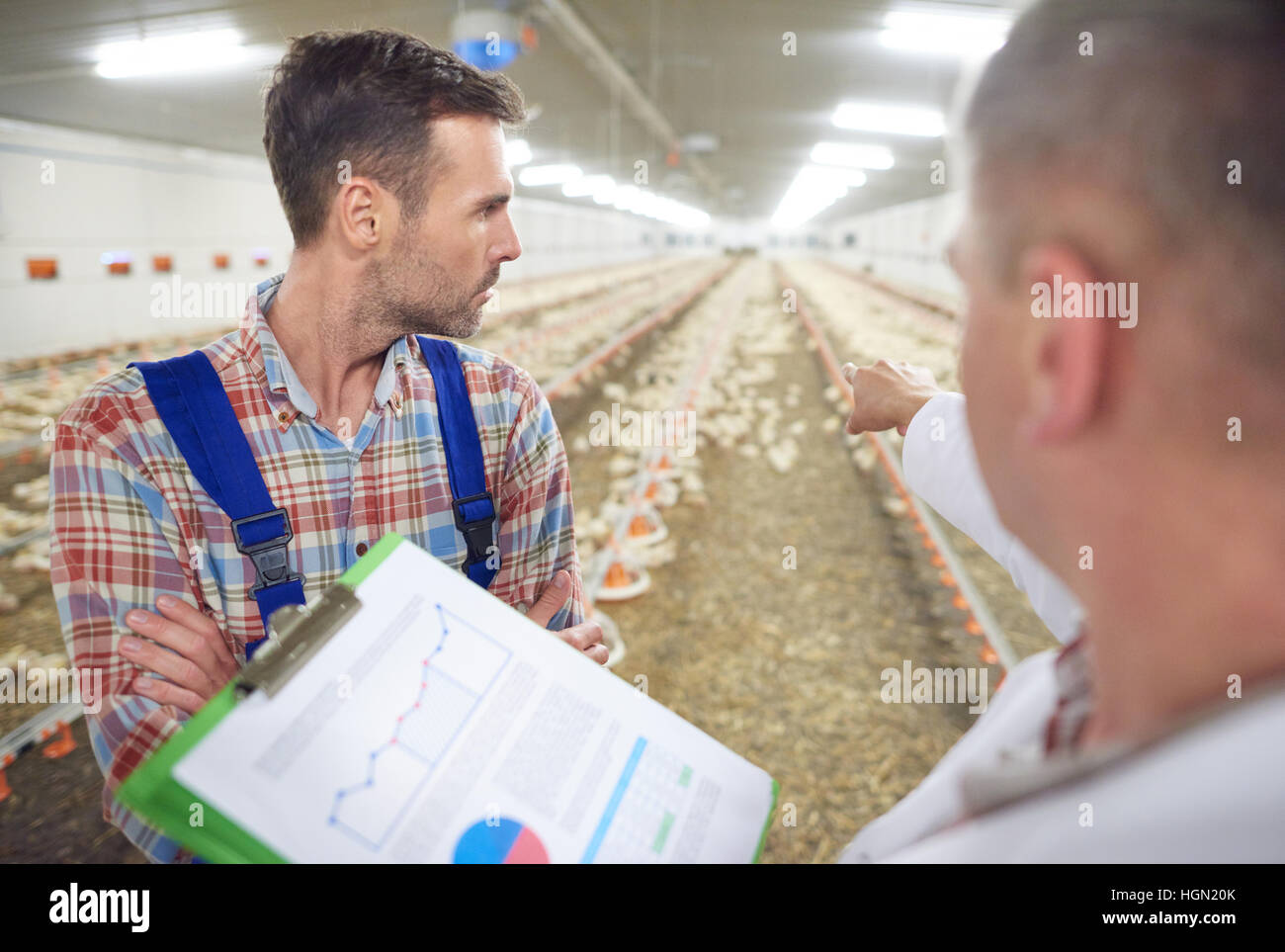 Vet controlling the chicken farm Stock Photo Alamy