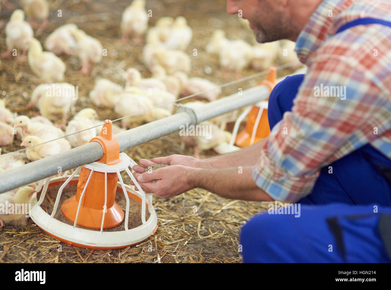 Farmer feeding chickens in the chicken coop Stock Photo Alamy