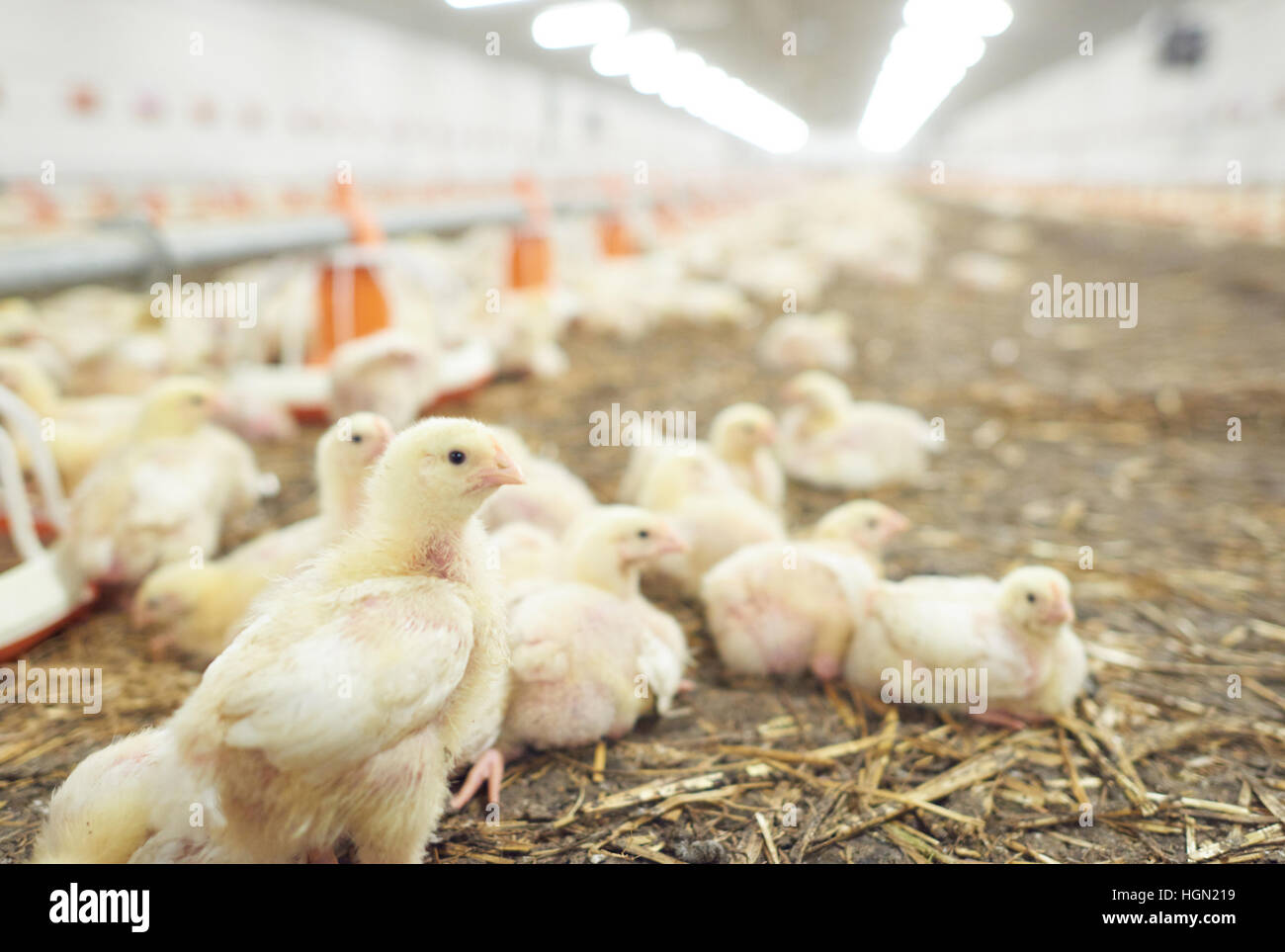 Chicken coop full of small chickens Stock Photo Alamy