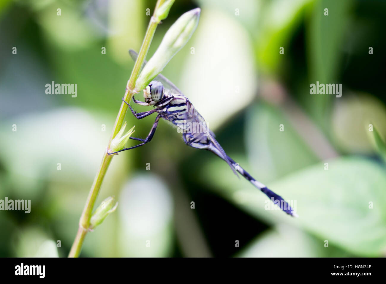 Dragonfly perched by river Stock Photo